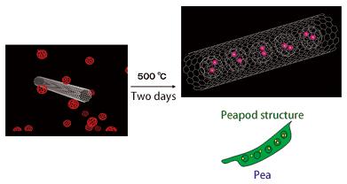 Fig. 3 Carbon nanotube takes in fullerenes. This looks like a pea in a peapod.